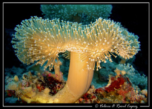 "Fireworks' mushroom" :-) by Raoul Caprez 